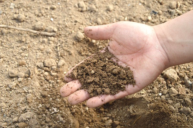 soil in hand