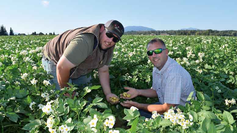 Market Fresh Finds: It's prime time to dig into new potatoes - The Columbian