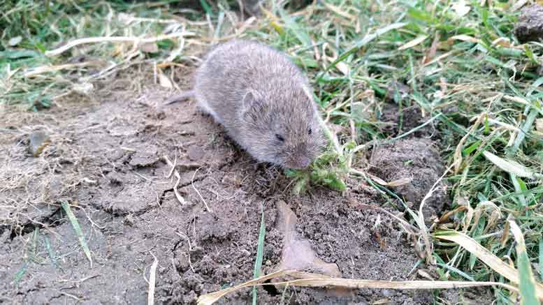 Voles